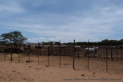 On a du mal à y croire mais une des principales activités du Botswana est l'élevage du bétail