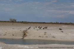Un attroupement de vautours pour nous accueillir à l'entrée de la réserve du Central Kalahari