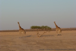 Les girafes ont vraiment le sens de la pose