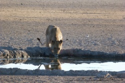 Un lion vient s'abreuver tant que la chaleur est encore supportable