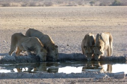 Fabuleux spectacle de 4 lions venus boire au petit matin