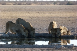 On est tellement près qu'on les entend laper cette eau si précieuse