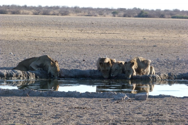 Très consciencieusement et pendant plusieurs minutes, les lions se réhydratent