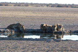 Très consciencieusement et pendant plusieurs minutes, les lions se réhydratent
