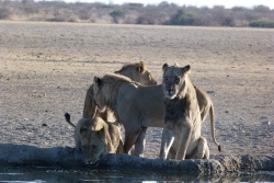 A part quelques marques d'affection, ces lions ne sont pas très démonstratifs