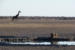 La girafe attend patiemment son tour depuis le début, et pour cause !