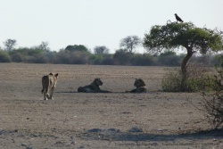 Nos lions se sont installés un peu plus loin, à l'ombre d'un arbuste