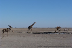 Tous les animaux des parages défilent au trou d'eau
