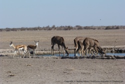 Cette fois-ci, springboks + koudous