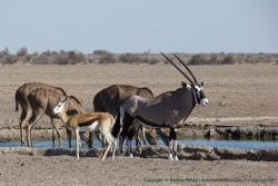 Et aussi koudous + oryx + springboks