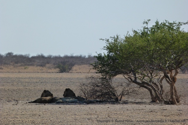Les lions se sont installés assez loin mais surveillent quand même le trou d'eau