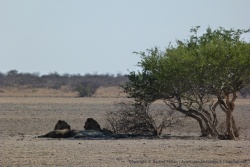 Les lions se sont installés assez loin mais surveillent quand même le trou d'eau