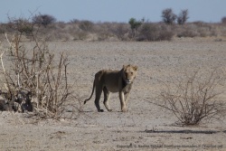 Le lion hésite, quel arbuste choisir pour passer la journée à l'ombre ?