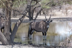 Cet oryx cherche un peu de fraicheur, les pieds dans l'eau
