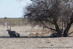 Le moindre coin d'ombre est squatté par les animaux qui attendent que la chaleur diminue un peu