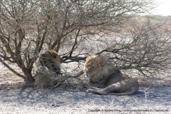 Deux superbes lions mâles, emblématiques du Kalahari