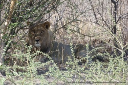 Un autre lion, mieux caché et moins sûr de lui