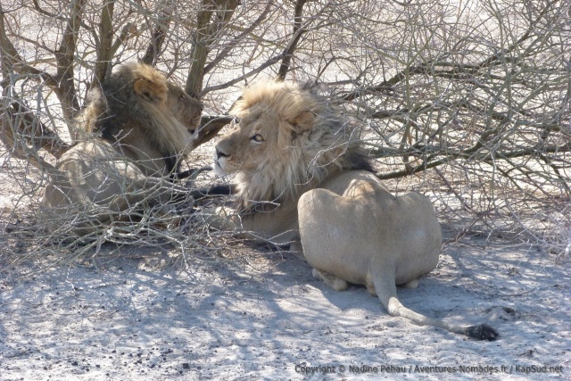 Quand on voit les lions plongés dans une telle torpeur, on a du mal à croire que ce sont des prédateurs dangereux