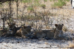 Après quelques minutes, les lionnes se sont lassées et préfèrent retourner à leur sieste