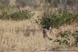 Le discret otocyon contourne de loin l'arbre aux 3 lionnes
