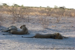 Un barrage de lions sur la piste !