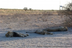 Les lions n'ont pas vraiment l'air d'être décidés à bouger