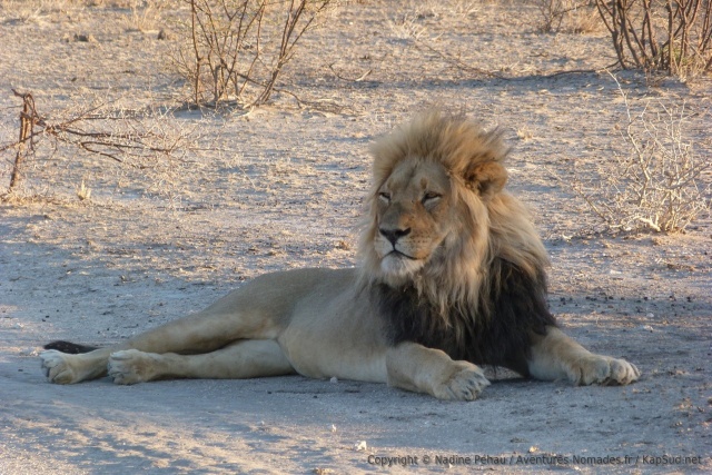 Le lion est sans conteste le roi de la savane, en particulier au Kalahari