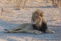 Le lion est sans conteste le roi de la savane, en particulier au Kalahari