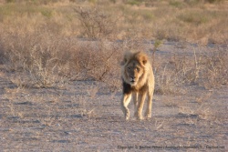 Un autre lion surgit de nulle part