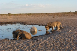 Tout ce beau monde part tranquillement s'abreuver au trou d'eau