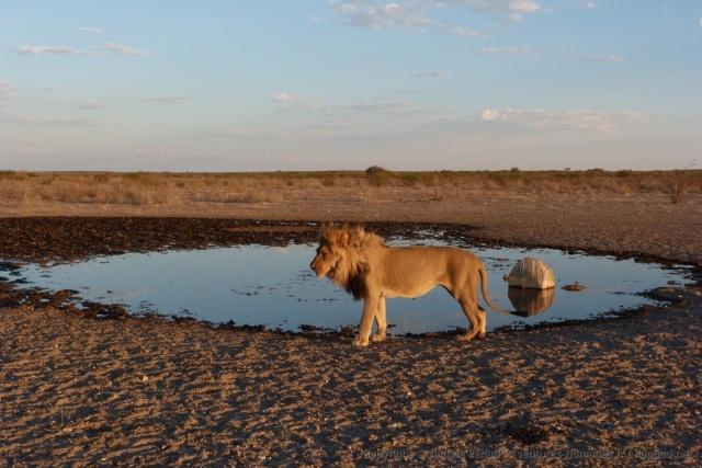 Les lions du Kalahari sont réputés pour leur crinière noire naissante chez ce mâle