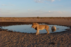 Les lions du Kalahari sont réputés pour leur crinière noire naissante chez ce mâle
