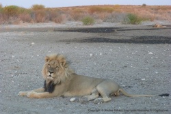 Quel animal magnifique !