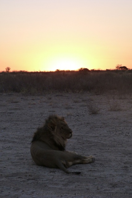 Lion version soleil couchant