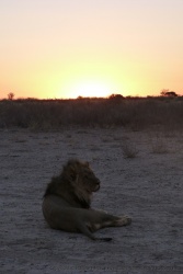 Lion version soleil couchant