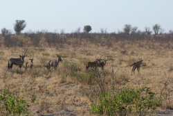 Mamans oryx et leurs petits s'approchent prudemment du trou d'eau