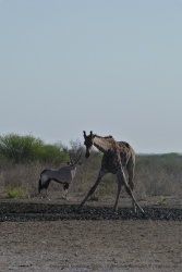 C'est toujours très impressionnant de voir toute la préparation nécessaire à une girafe pour boire