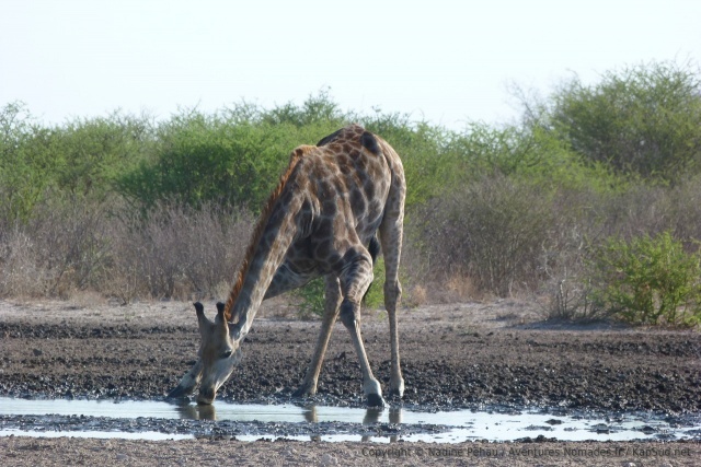 Etre une girafe a beaucoup d'avantages, sauf quand il faut s'abreuver