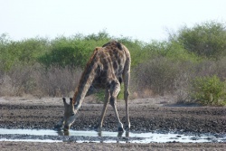 Etre une girafe a beaucoup d'avantages, sauf quand il faut s'abreuver