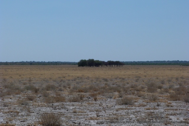 Des îlots d'arbres au coeur des pans, comme des oasis