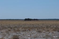 Des îlots d'arbres au coeur des pans, comme des oasis