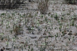 De très jolies fleurs éclosent par on ne sait quel miracle