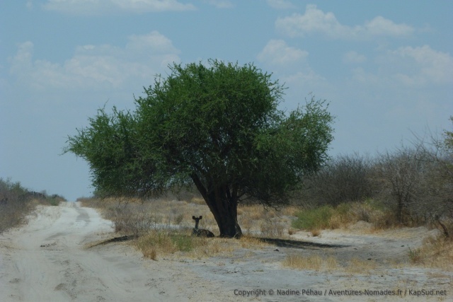 Les rares arbres à l'ombre providentielle sont bien sûr déjà occupés par quelqu'un