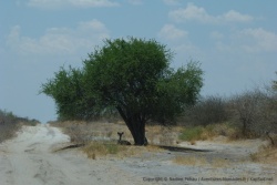 Les rares arbres à l'ombre providentielle sont bien sûr déjà occupés par quelqu'un