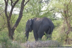 Au Botswana, la faune sauvage est présente partout, pas seulement dans les parcs