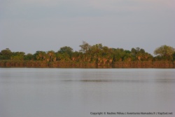 Iles de palmiers et de papyrus sur l'Okavango