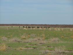 afs_2008_1113(032)