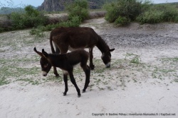Il n'y a pas que les animaux sauvages qui sont beaux