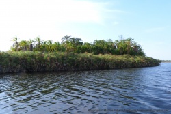 L'illustration parfaite de l'éco-système de l'Okavango : ilôt de papyrus et de palmiers