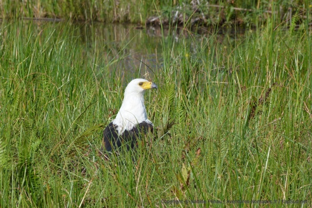 L'aigle pêcheur a trouvé ici son paradis
